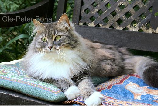 Sibirische Katze Hetty von der Gronau