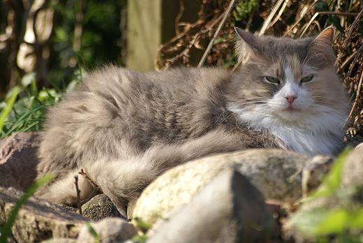 Sibirische Katze Tatjuschka von der Gronau