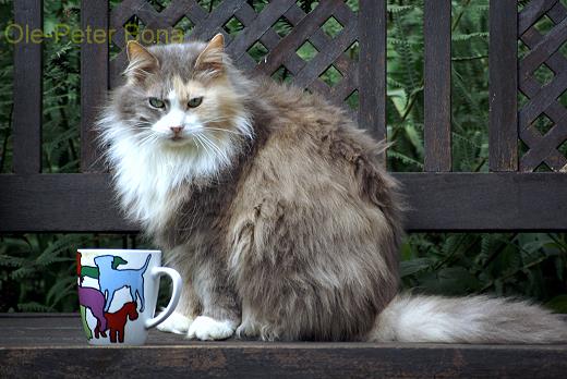 Sibirische Katze Tatjuschka von der Gronau