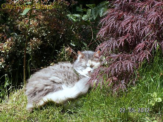 Sibirische Katze Tatjuschka von der Gronau