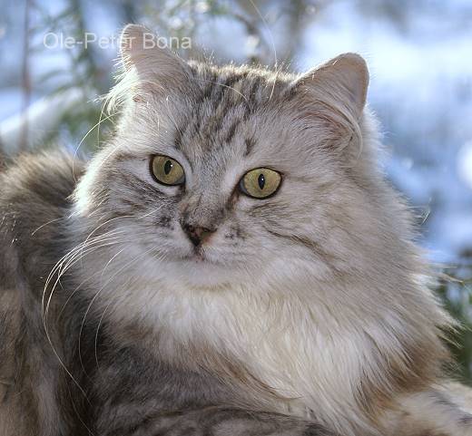 Sibirische Katze Darinja-Lima von der Gronau