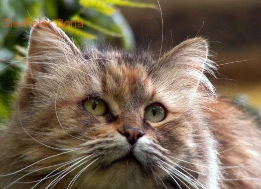 Sibirische Katze spirit of New Heaven´s Elisha