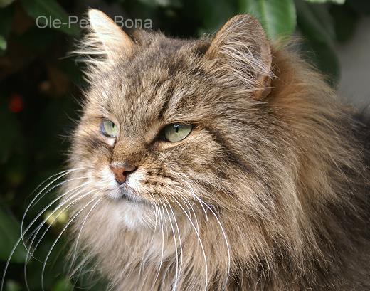 Sibirische Katze Petrouschka von Mufasa