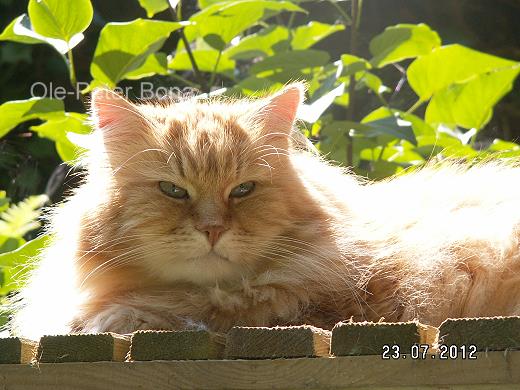 Sibirische Katze Sandokhan von der Gronau