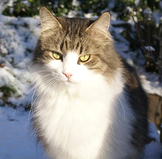 Sibirische Katze Tamir von der Gronau