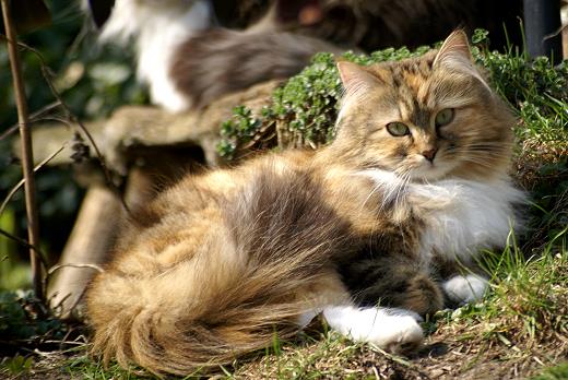 Sibirische Katze Gwenja von der Gronau