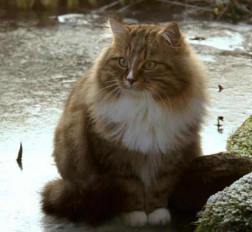 Sibirische Katze Fadejew vom Schloßpavillon