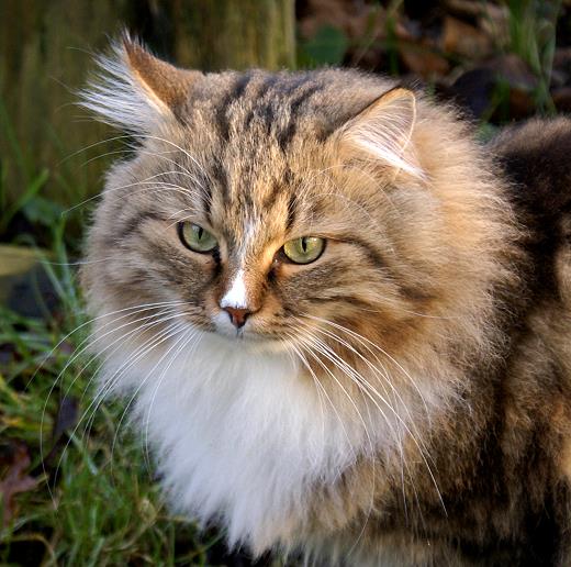 Sibirische Katzen Fadejew vom Schloßpavillon