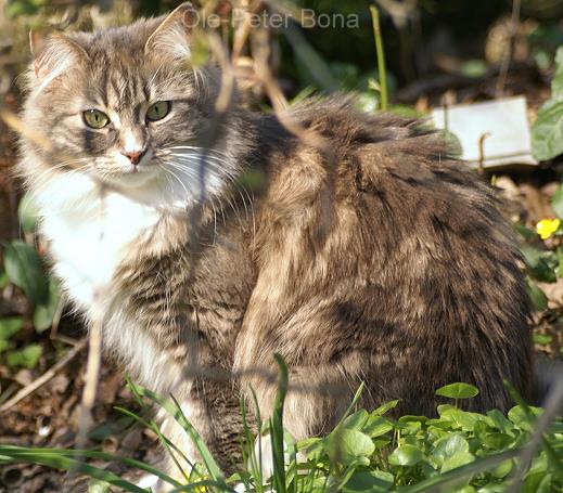 Sibirische Katzen von der Gronau Hetty