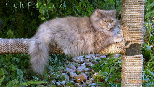 Sibirische Katze Yanisha von der Gronau