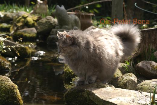 Sibirische Katze Yanisha von der Gronau