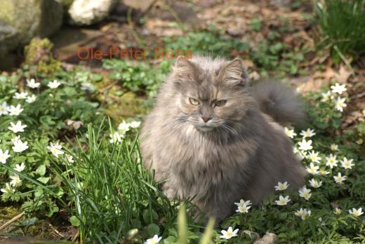 Sibirische Katze Yanisha von der Gronau