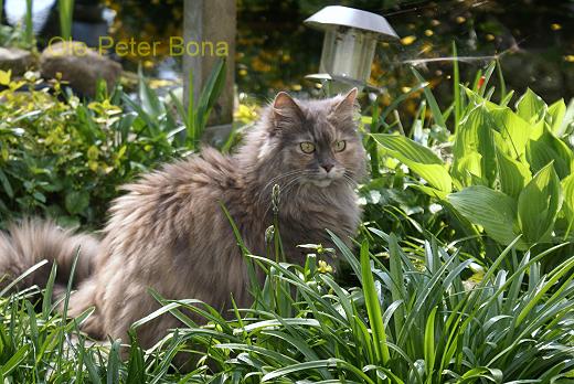 Sibirische Katze Yanisha von der Gronau