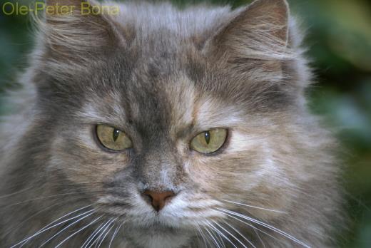 Sibirische Katze Yanisha von der Gronau