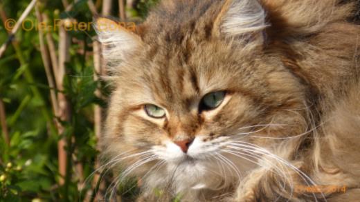 Spirit of New Heaven´s Catjusha - Sibirische Katze