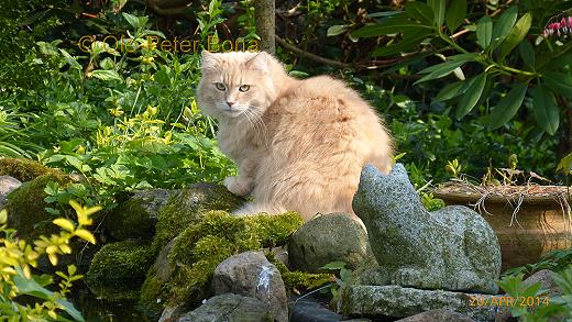 Sibirische Katzen Floris von der Gronau