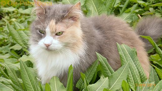 Sibirische Katzen Tatjushka von der Gronau