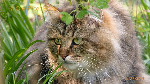 Sibirische Katzen Max von der Gronau