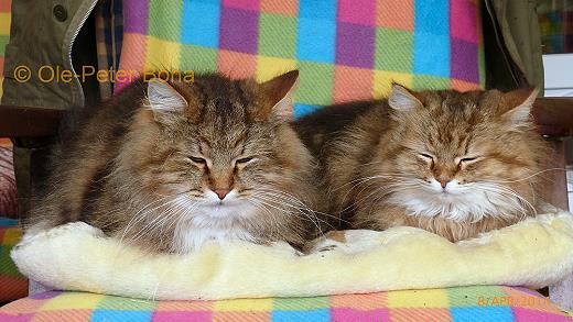 Sibirische Katzen Yanisha von der Gronau