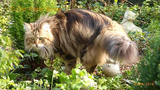 Sibirische Katzen Moritz von der Gronau