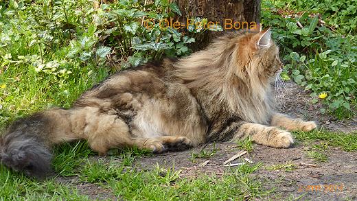 Sibirische Katzen Moritz von der Gronau