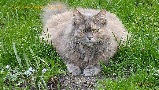 Sibirische Katzen Yanisha von der Gronau