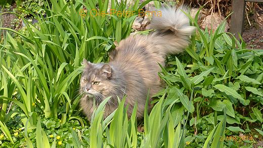 Sibirische Katzen Yanisha von der Gronau