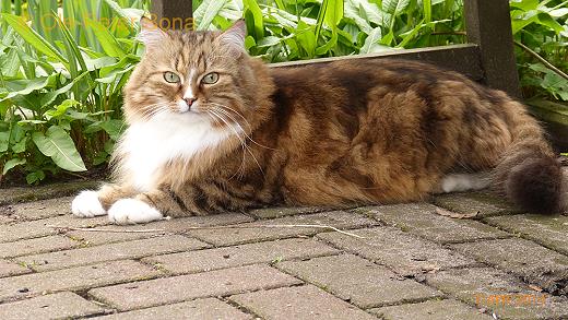 Sibirische Katzen Fadejew vom Schloßpavillon