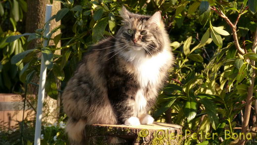 Sibirische Katzen Hela von der Gronau