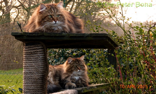 Sibirische Katzen Hela von der Gronau