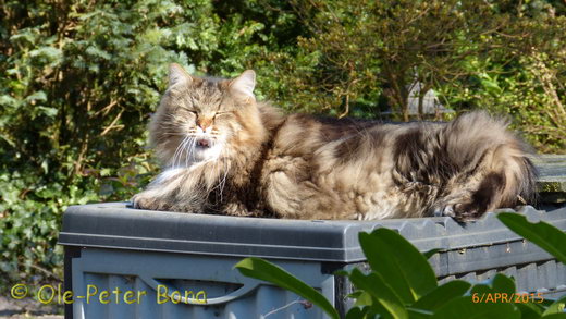 Sibirische Katzen Max von der Gronau