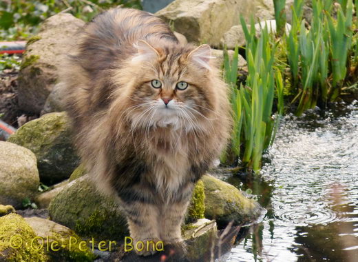 Sibirische Katzen Moritz von der Gronau