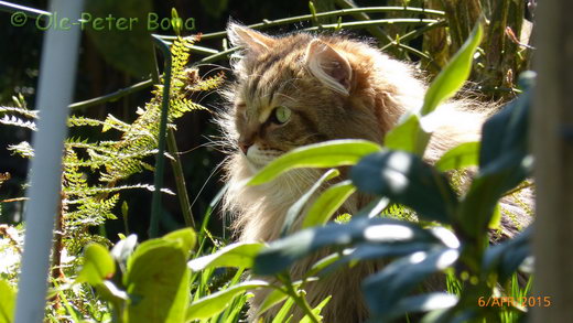 Sibirische Katzen Moritz von der Gronau