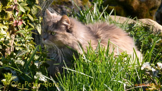 Sibirische Katzen Yanisha von der Gronau