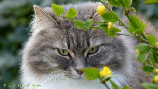 Sibirische Katzen Hetty von der Gronau