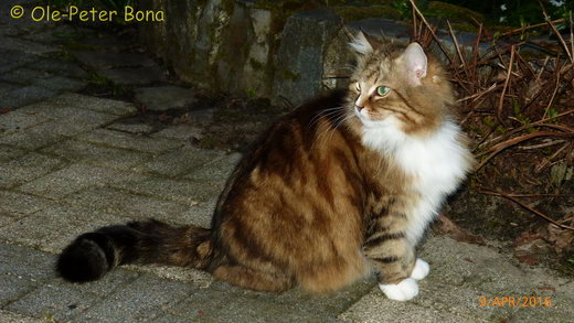 Sibirische Katzen Fadejew vom Schloßpavillonu