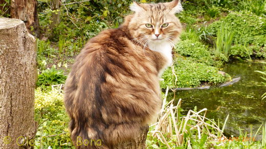 Sibirische Katzen Fadejew vom Schloßpavillon