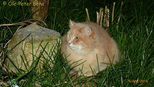 Sibirische Katzen Floris von der Gronau