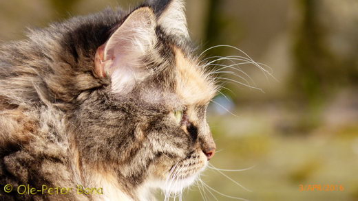 Sibirische Katzen Hela von der Gronau