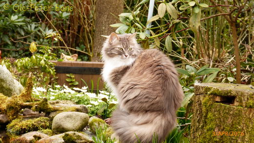 Sibirische Katzen Hetty von der Gronau