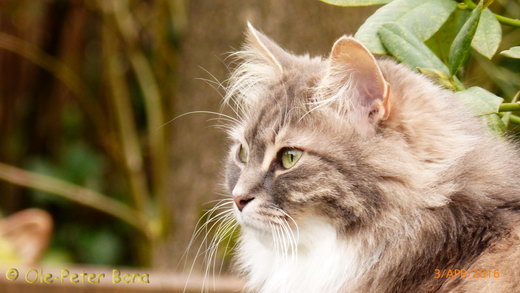 Sibirische Katzen Hetty von der Gronau