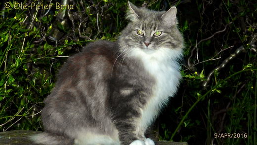 Sibirische Katzen Hetty von der Gronau