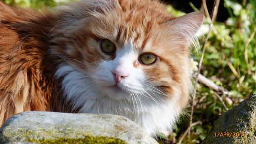 Sibirische Katzen Katrinchen von der Gronau