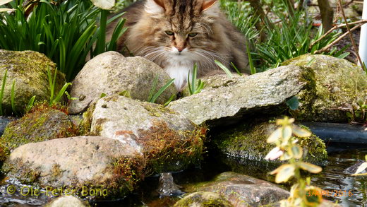 Sibirische Katzen Max von der Gronau