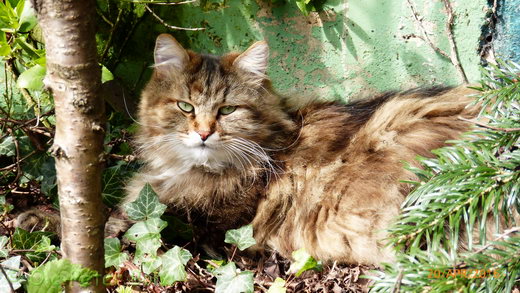 Sibirische Katzen Max von der Gronau