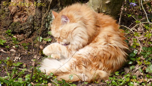 Sibirische Katze Zaimka Avos