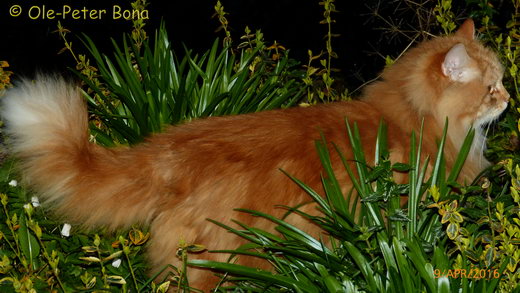 Sibirische Katze Zaimka Avos
