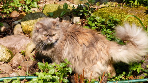 Sibirische Katze Yanisha von der Gronau