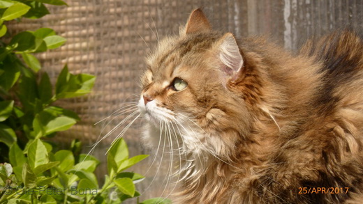 Sibirische Katzen Max von der Gronau