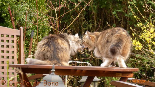 Sibirische Katzen Max von der Gronau